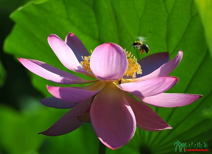 2016北京莲花池荷花摄影大赛参赛组照作品——荷花上的精灵之4 。名称：蜜蜂荷舞；作者.jpg