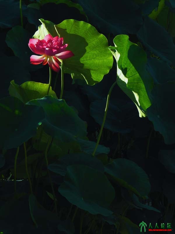 冰清玉洁富贵花 (9).jpg