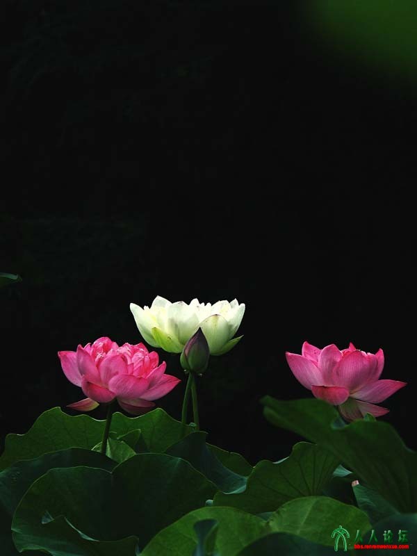 冰清玉洁富贵花 (18).jpg