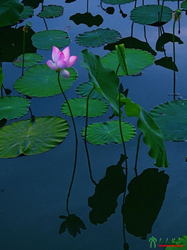 冰清玉洁富贵花 (20).jpg