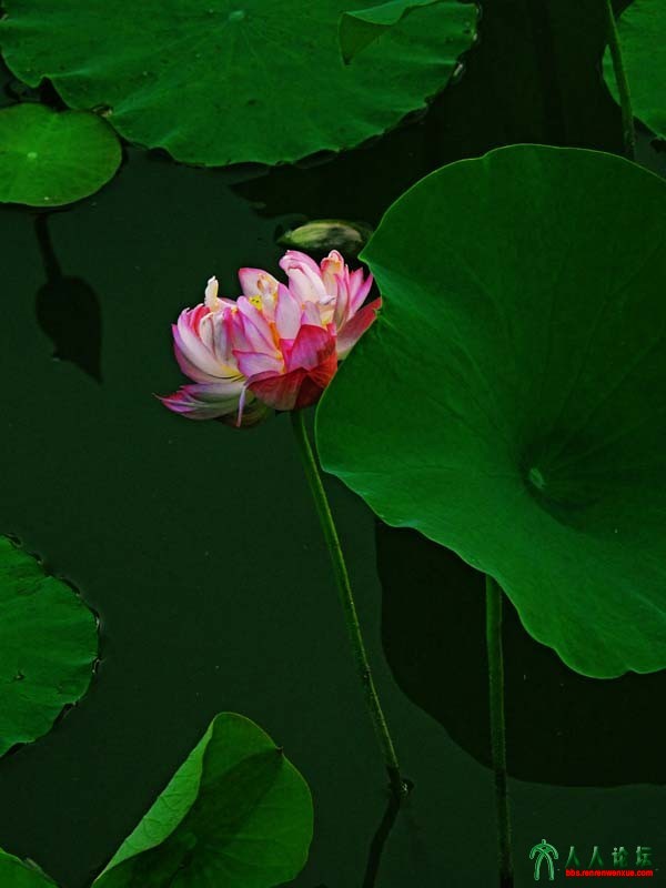 冰清玉洁富贵花 (21).jpg