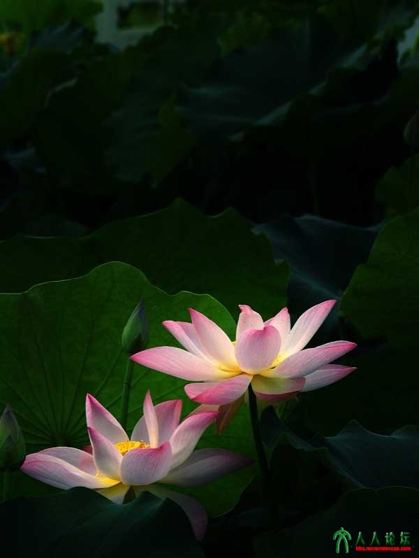 新荷媚姿爽夏日001 (16).jpg